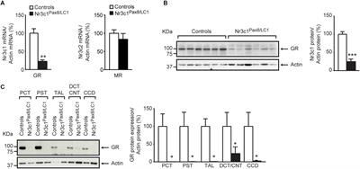 Lack of Renal Tubular Glucocorticoid Receptor Decreases the Thiazide-Sensitive Na+/Cl– Cotransporter NCC and Transiently Affects Sodium Handling